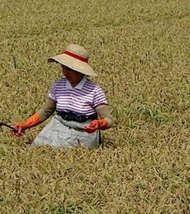 Reis und Risotto im Piemont