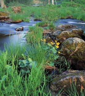 Renaturierung, Aufforstung, Begrünung: Wie kann man natürliche Lebensräume wiederherstellen?