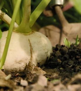Rettich und Rüben - Bäume für Bienen - Ein Renaissance-Garten