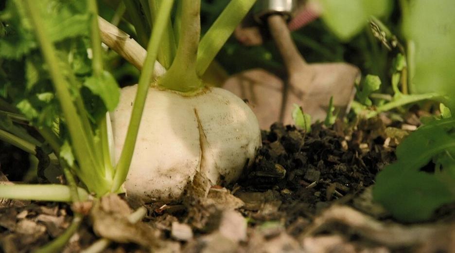 Rettich und Rüben - Bäume für Bienen - Ein Renaissance-Garten