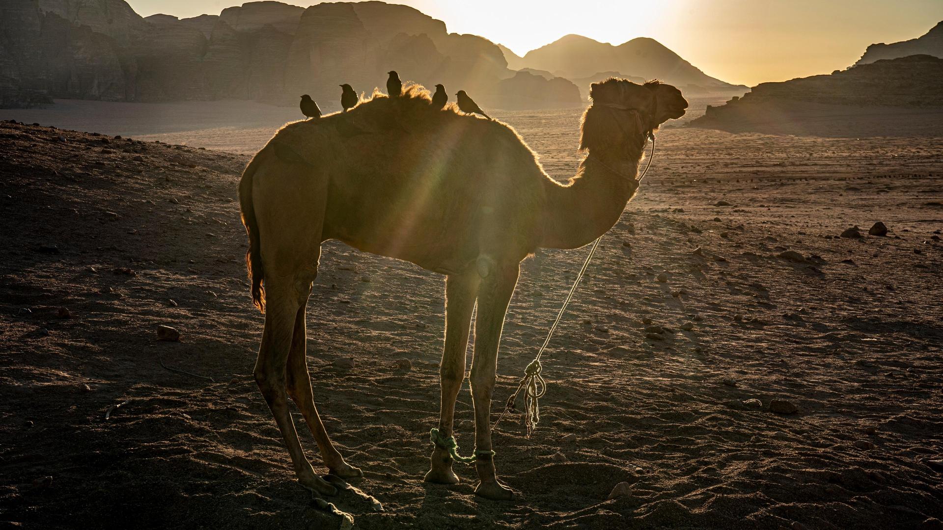 Rift Valley und Arabische Halbinsel (2/4)