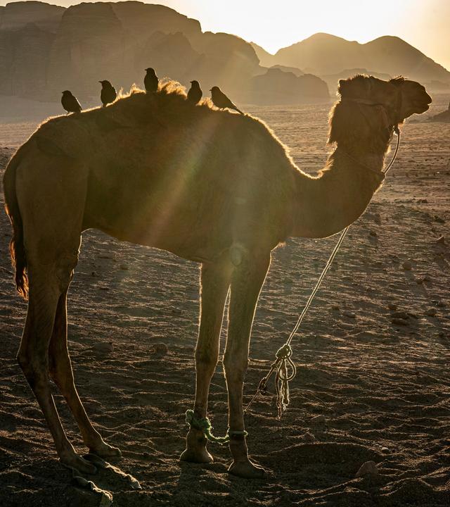 Rift Valley und Arabische Halbinsel (2/4)