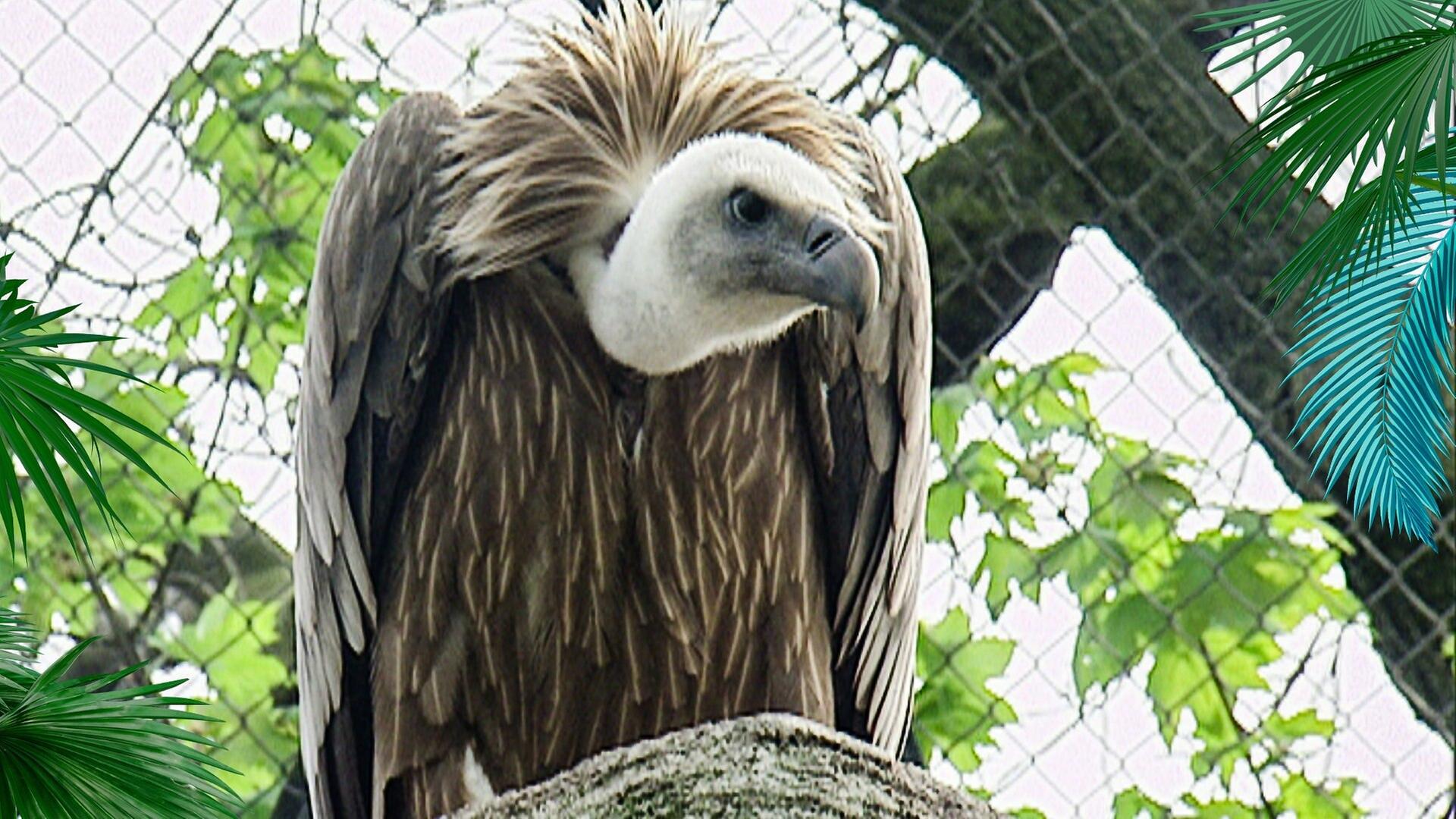 Rote Karte für die Erdmännchen