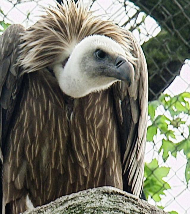 Rote Karte für die Erdmännchen