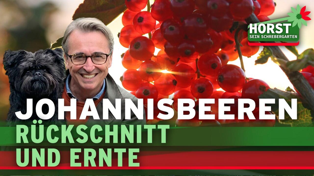 Rote, weiße und schwarze Johannisbeeren - Schnitt einfach erklärt!