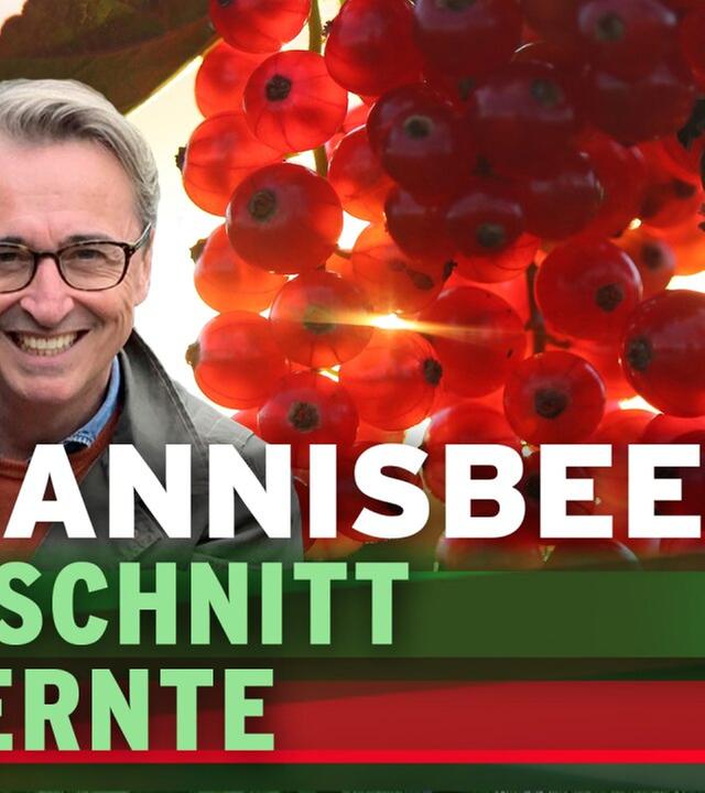 Rote, weiße und schwarze Johannisbeeren - Schnitt einfach erklärt!