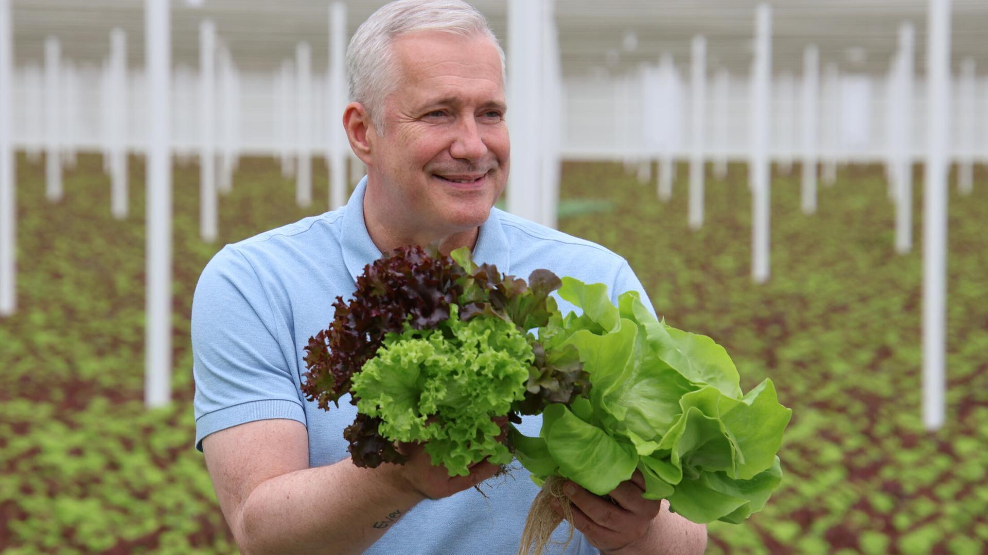 Salate und Bullenmast