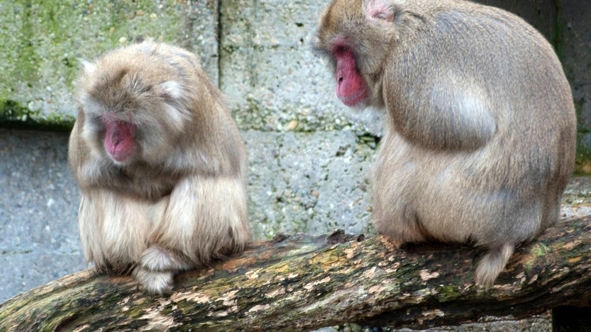 Schaumbad für die Japanmakaken