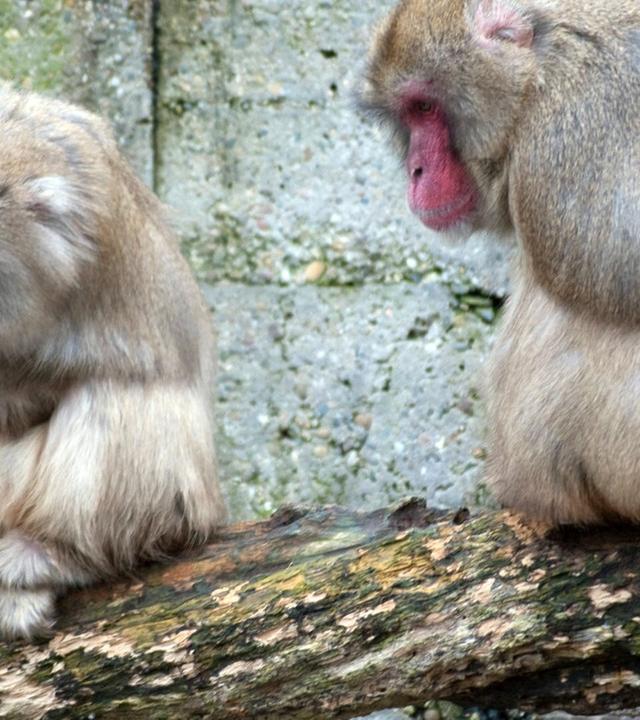 Schaumbad für die Japanmakaken