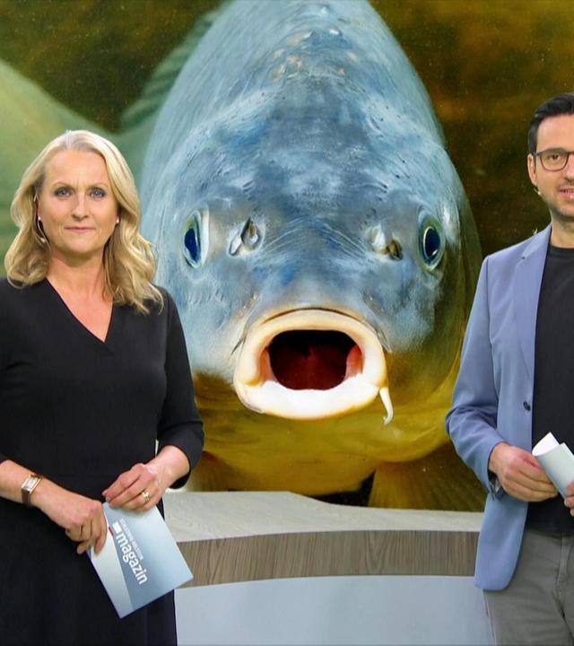 Schleswig-Holstein Magazin - 23.10.2022