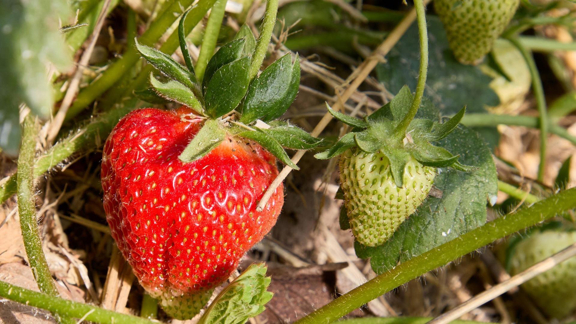 Schnittgut, 04.06.25: Erdbeeren
