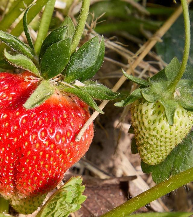 Schnittgut, 04.06.25: Erdbeeren