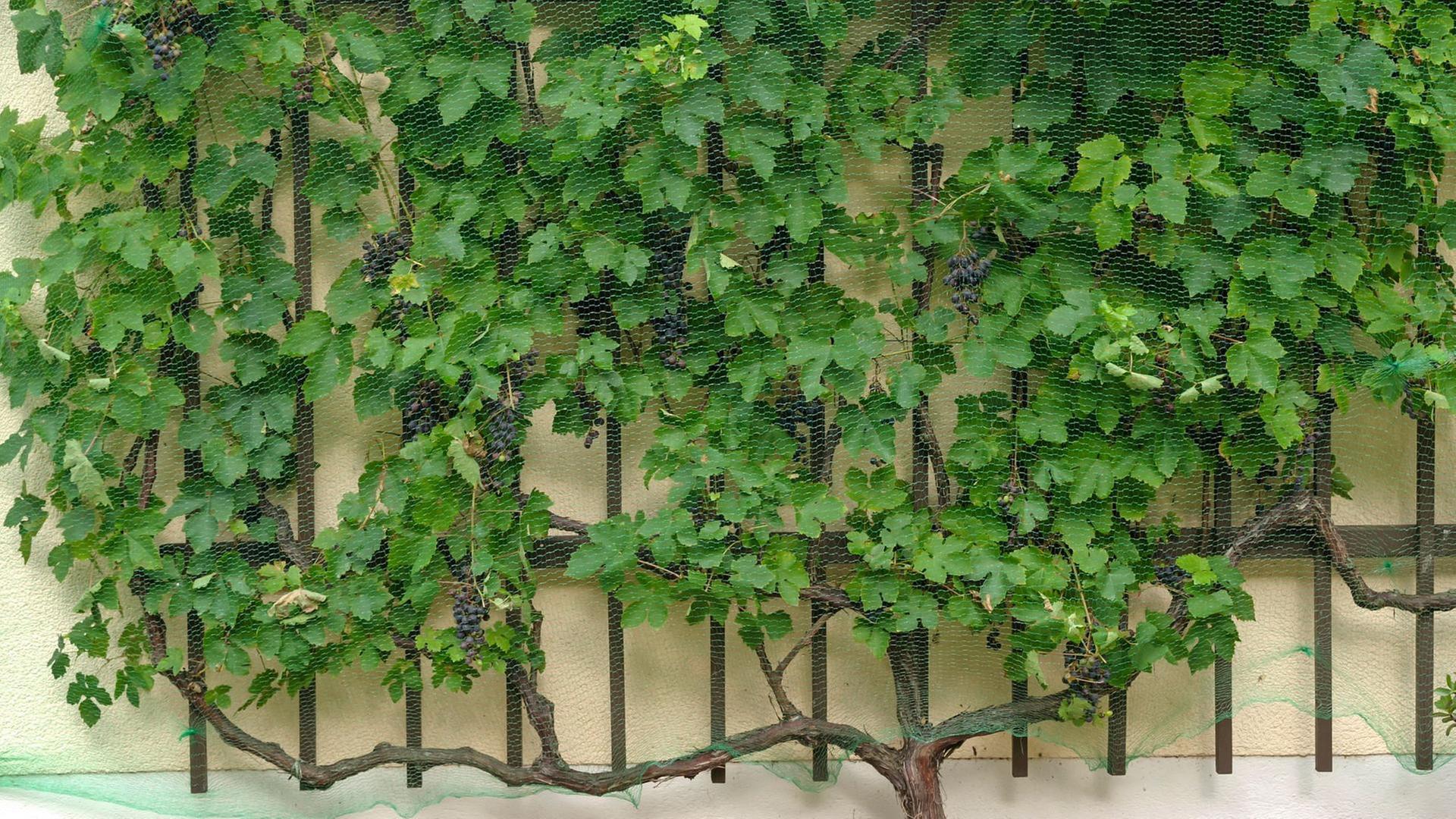 Schnittgut, 05.05.25: Obstspalier