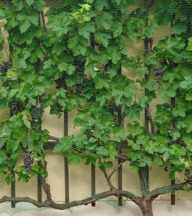 Schnittgut, 05.05.25: Obstspalier