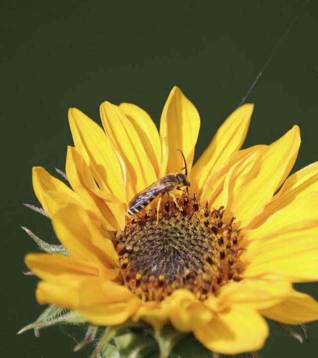 Schnittgut, 07.03.25: Wildbienen anlocken