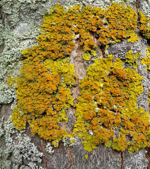 Schnittgut, 08.01.26: Ilex