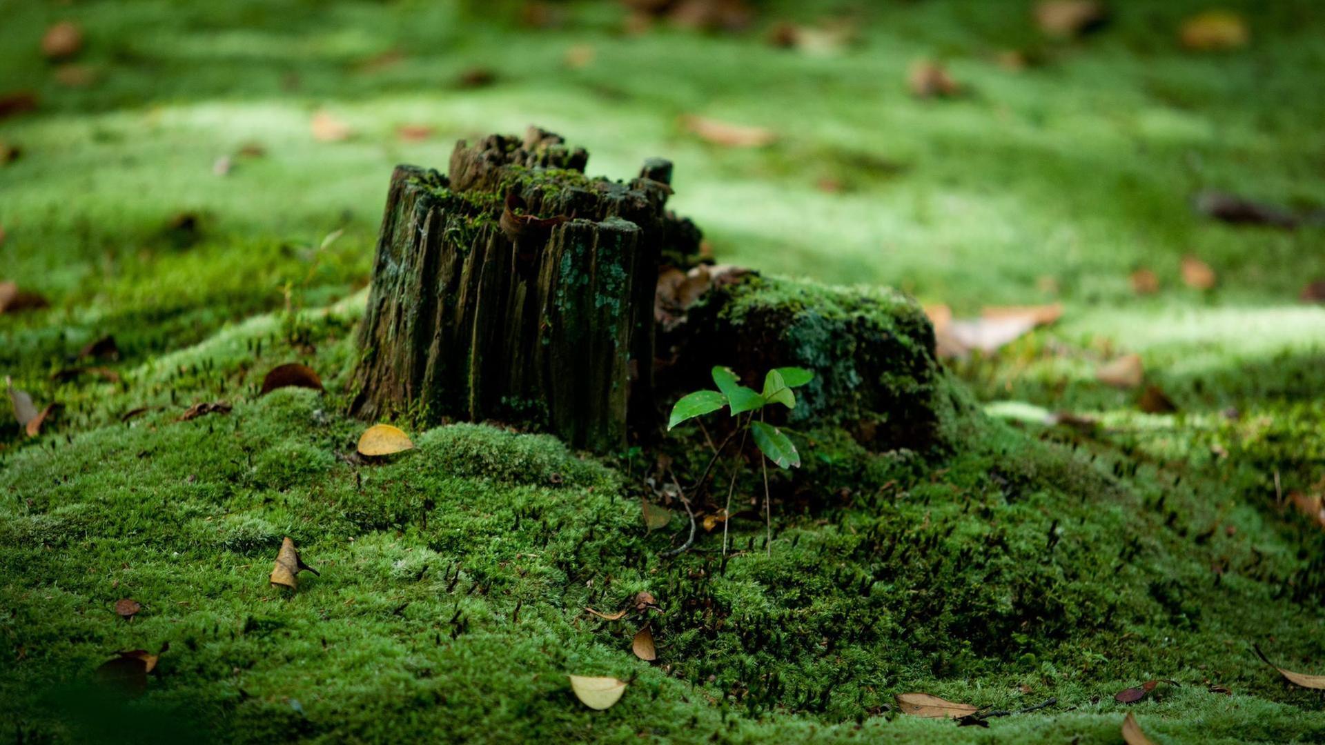 Schnittgut, 09.10.25: Moosgarten