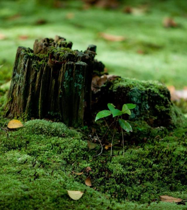 Schnittgut, 09.10.25: Moosgarten