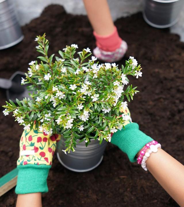 Schnittgut, 10.07.25: Blumenerde anreichern