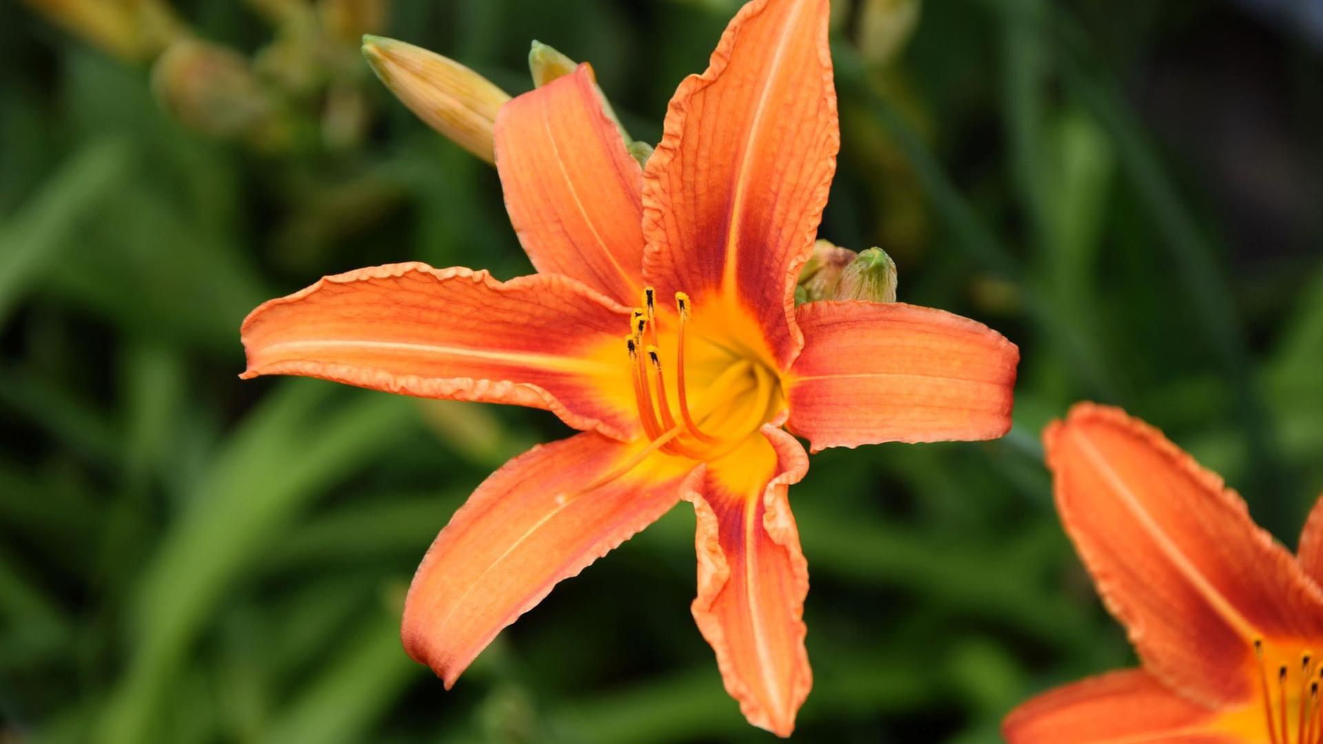 Schnittgut, 13.08.25: Lilien