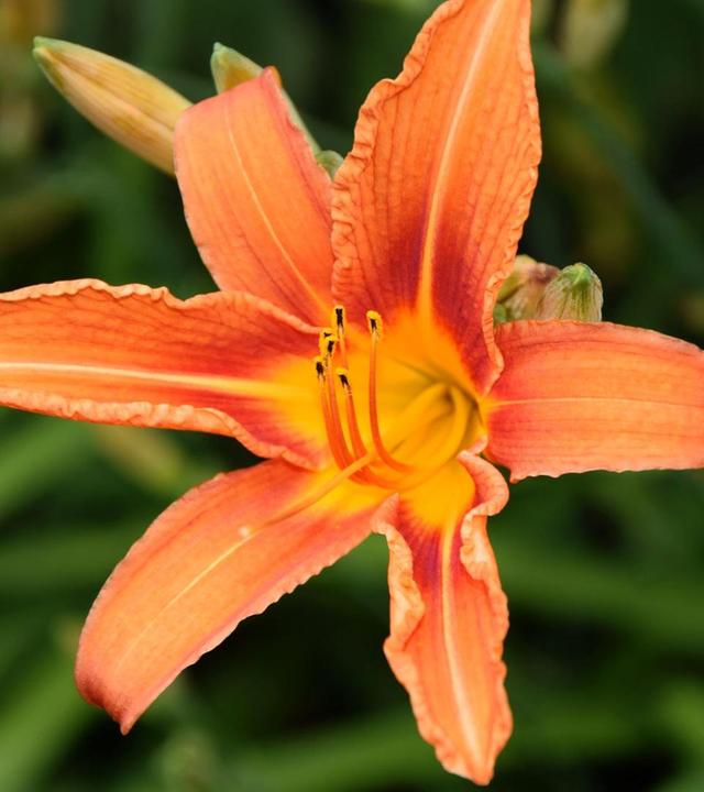 Schnittgut, 13.08.25: Lilien