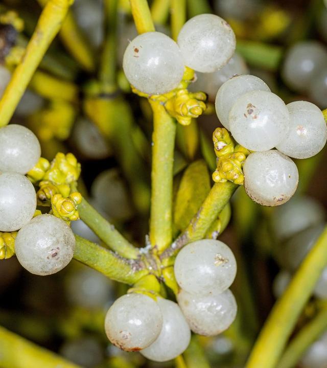 Schnittgut, 13.11.25: Misteln