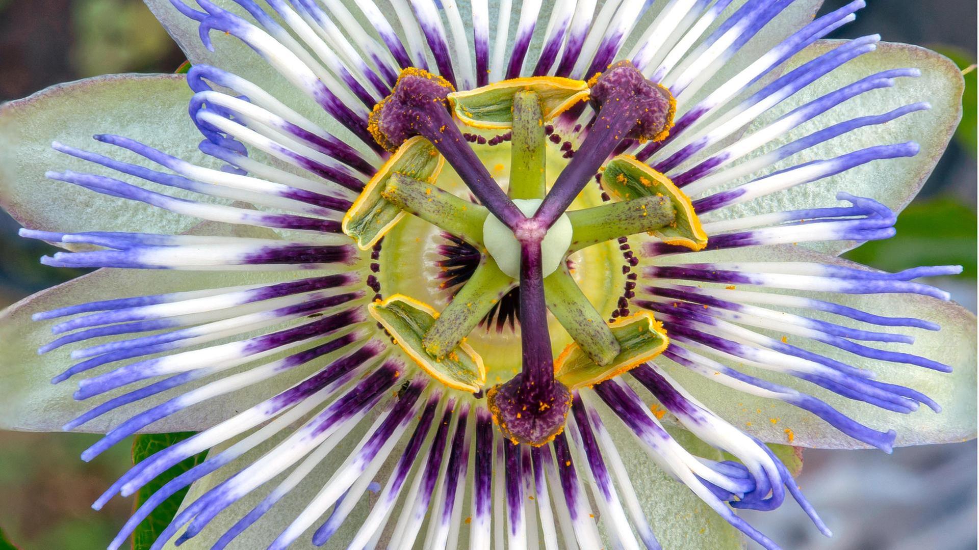 Schnittgut, 15.07.25: Passionsblume