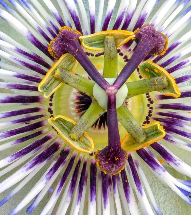 Schnittgut, 15.07.25: Passionsblume