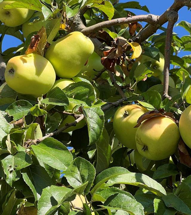 Schnittgut, 15.10.25: Alte Apfelsorten gegen Allergien