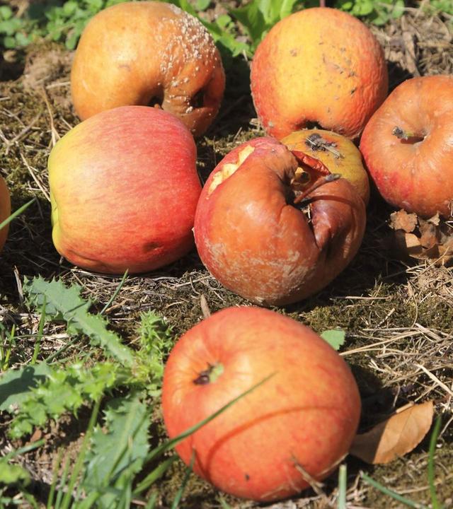 Schnittgut, 16.10.25: Fallobst