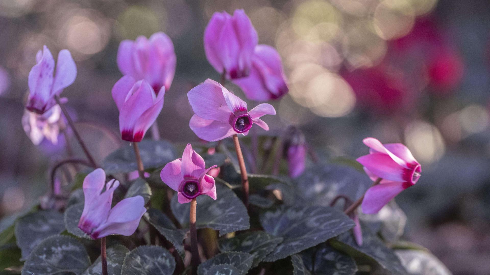 Schnittgut, 22.10.25: Alpenveilchen