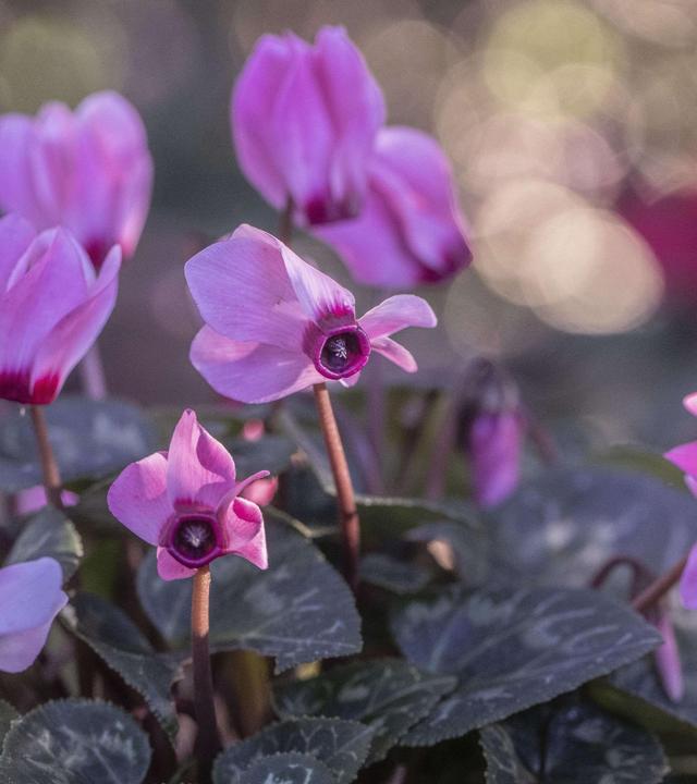 Schnittgut, 22.10.25: Alpenveilchen
