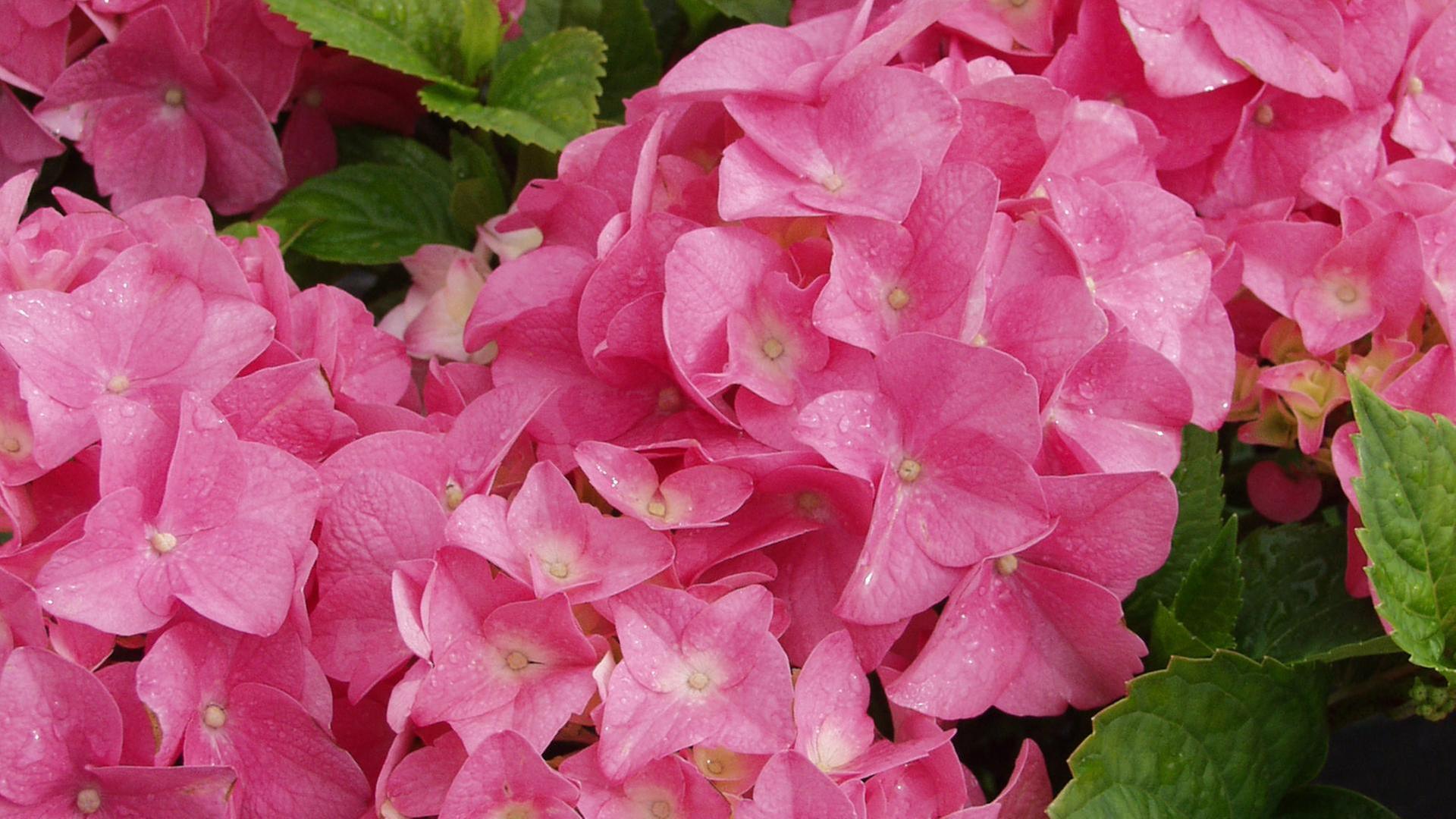 Schnittgut, 23.05.25: Schattiger Garten