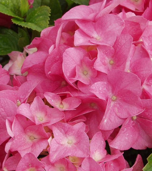 Schnittgut, 23.05.25: Schattiger Garten