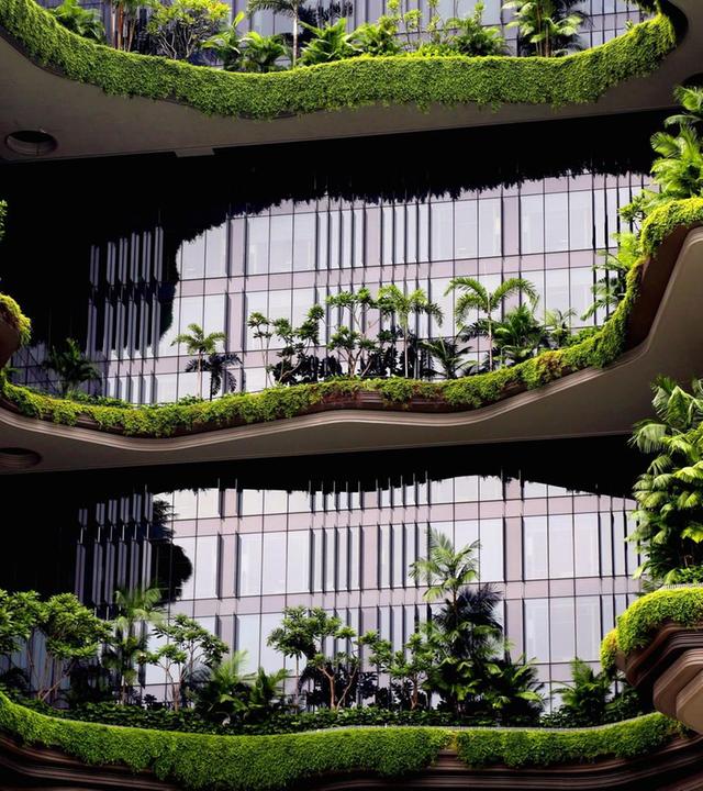 Schnittgut, 23.12.25: Bäume in der Stadt