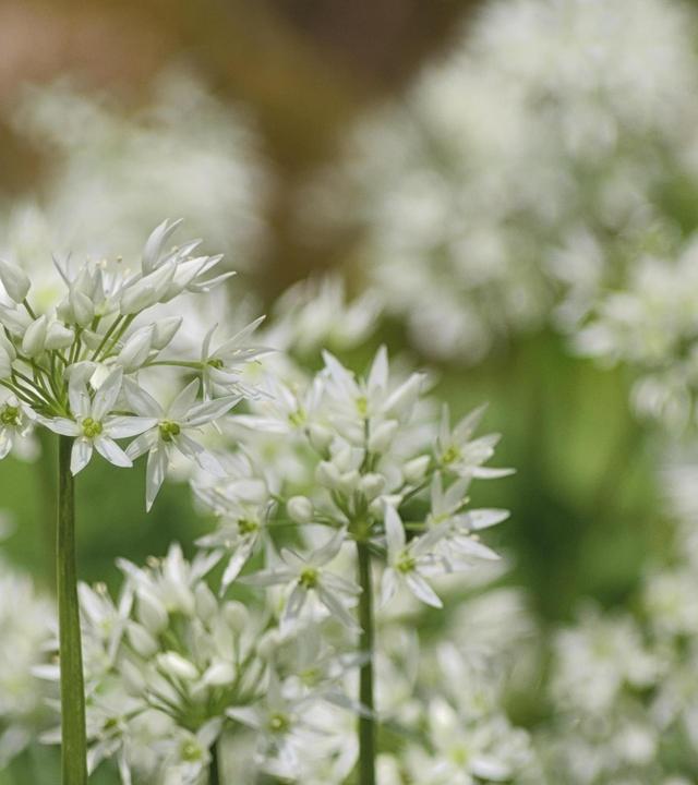 Schnittgut, 25.03.25: Bärlauch