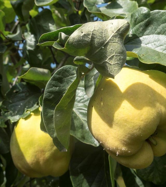 Schnittgut, 29.09.25: Quitten