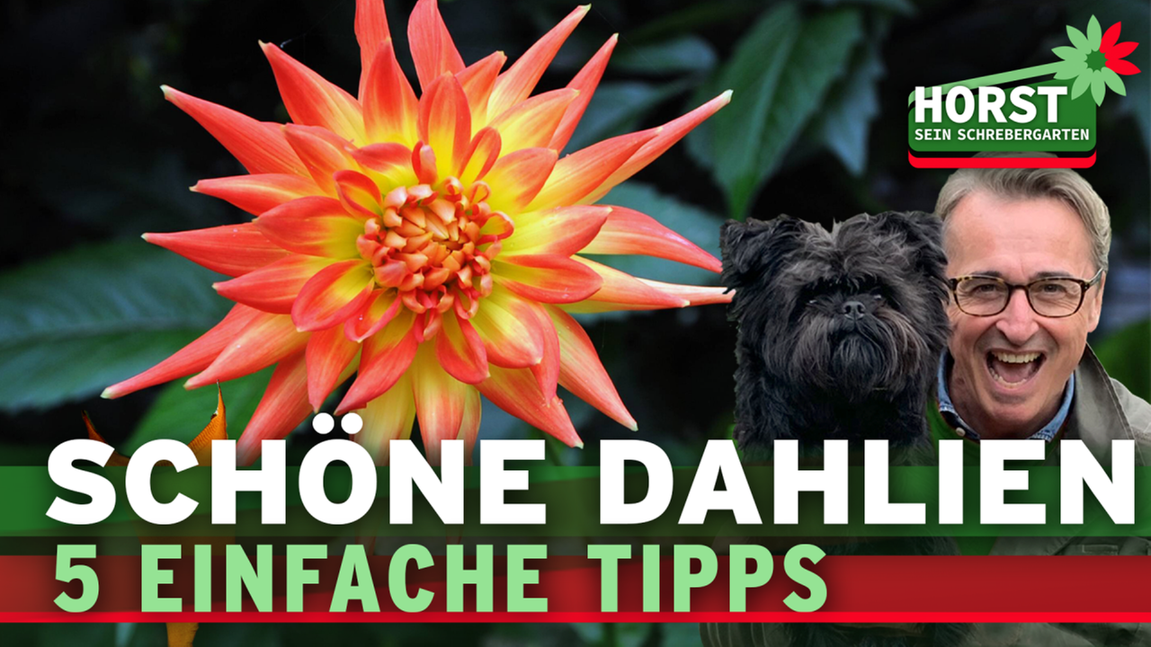 Schöne Dahlien - 5 einfache Tipps