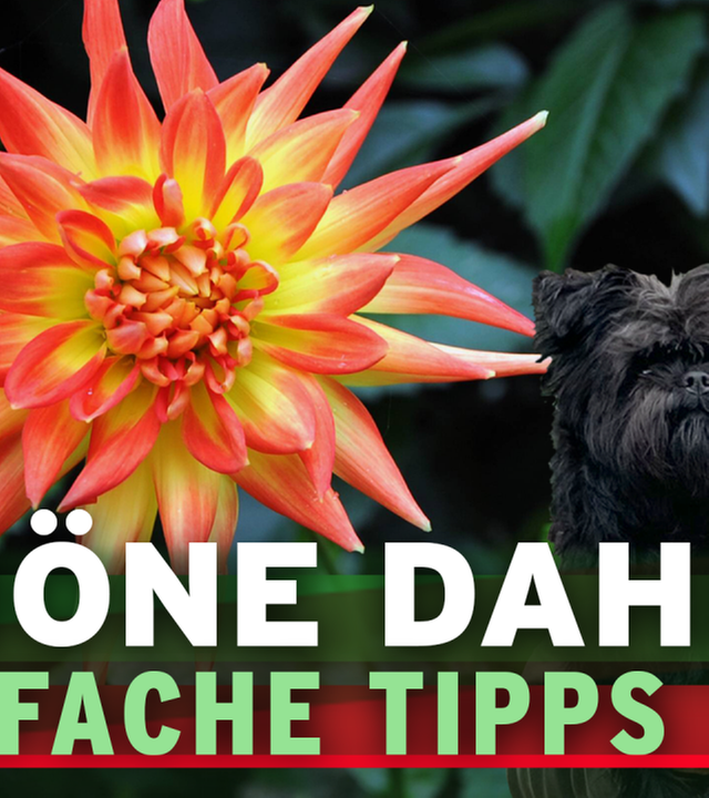 Schöne Dahlien - 5 einfache Tipps