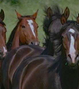 Schwaiganger - Ein Jahr mit den Pferden