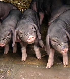 Schweinedemokratie -