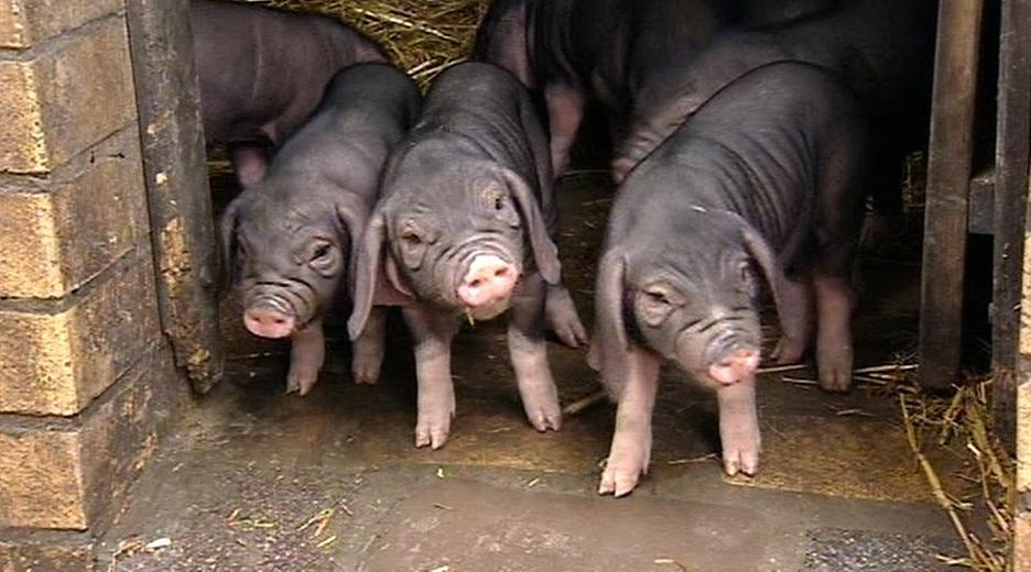 Schweinedemokratie -