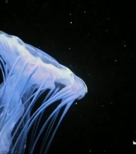 Schwerpunkt: Wettlauf am Meeresgrund