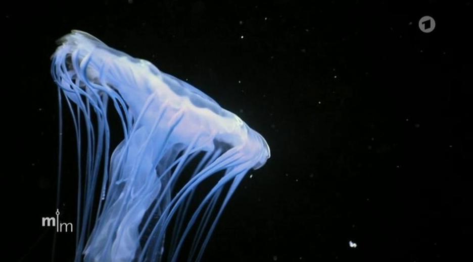 Schwerpunkt: Wettlauf am Meeresgrund