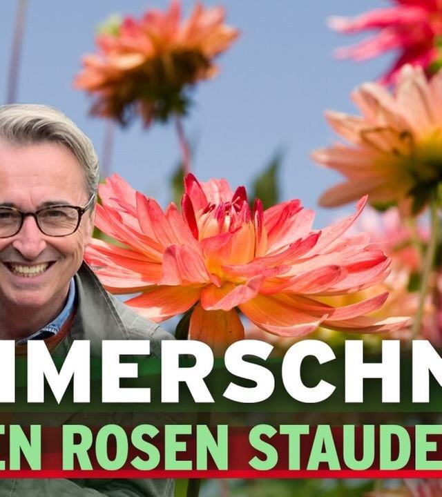 Sommerschnitt: Dahlien, Rosen und Stauden