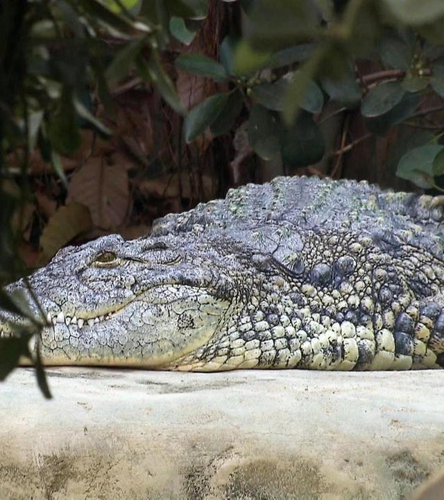 Spielzeug für die Nilkrokodile