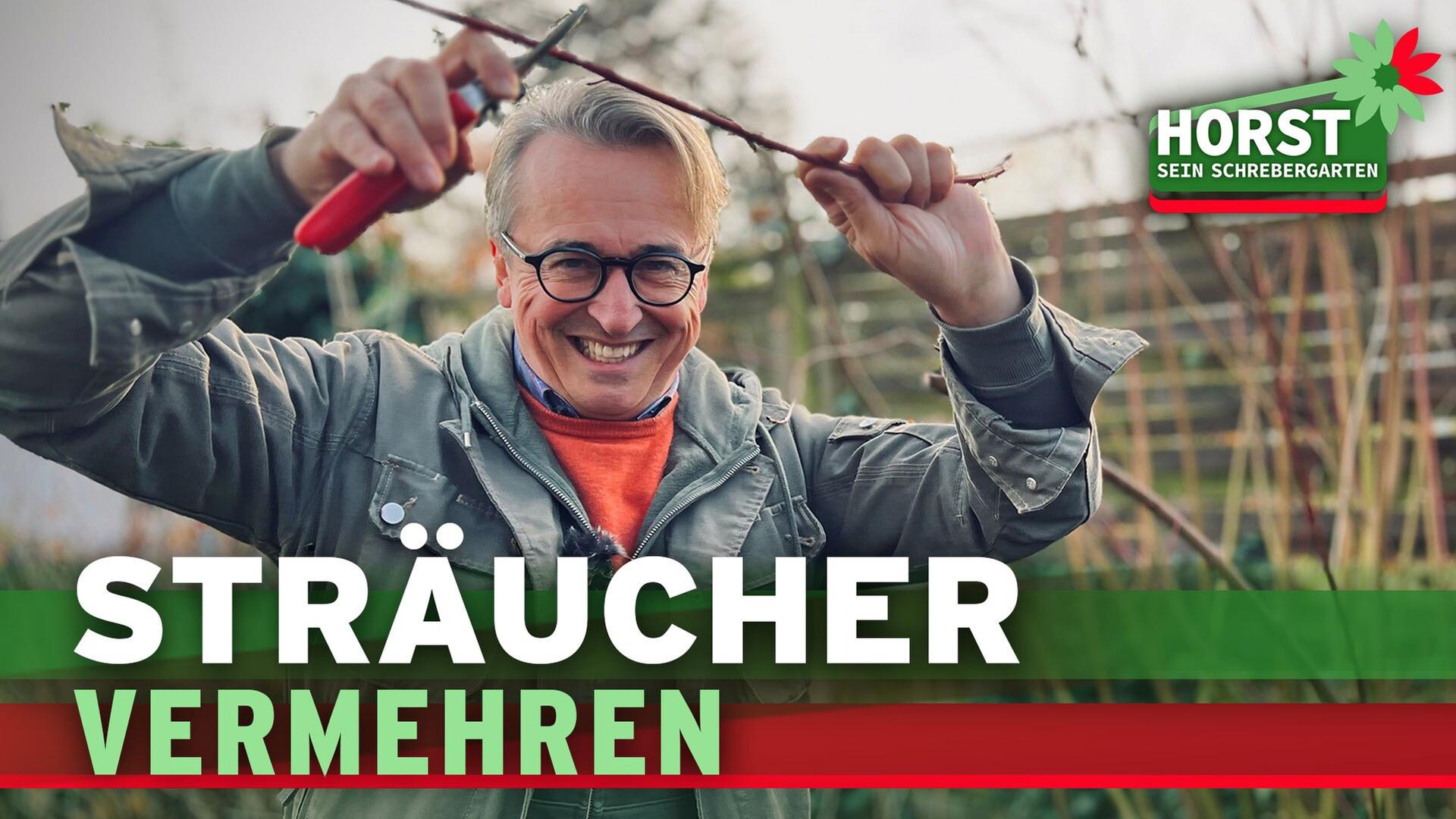 Sträucher vermehren, Steckhölzer schneiden, aber richtig