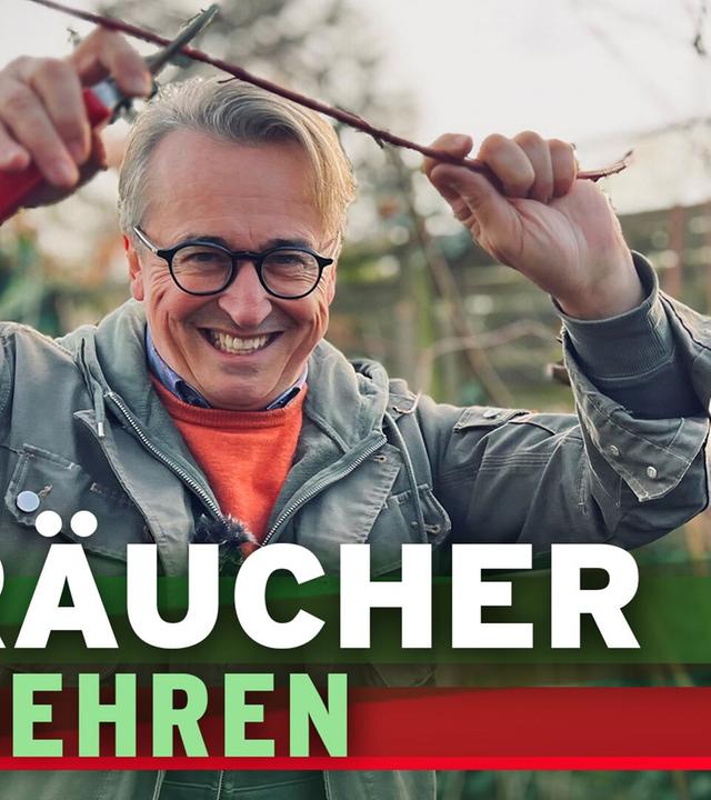 Sträucher vermehren, Steckhölzer schneiden, aber richtig
