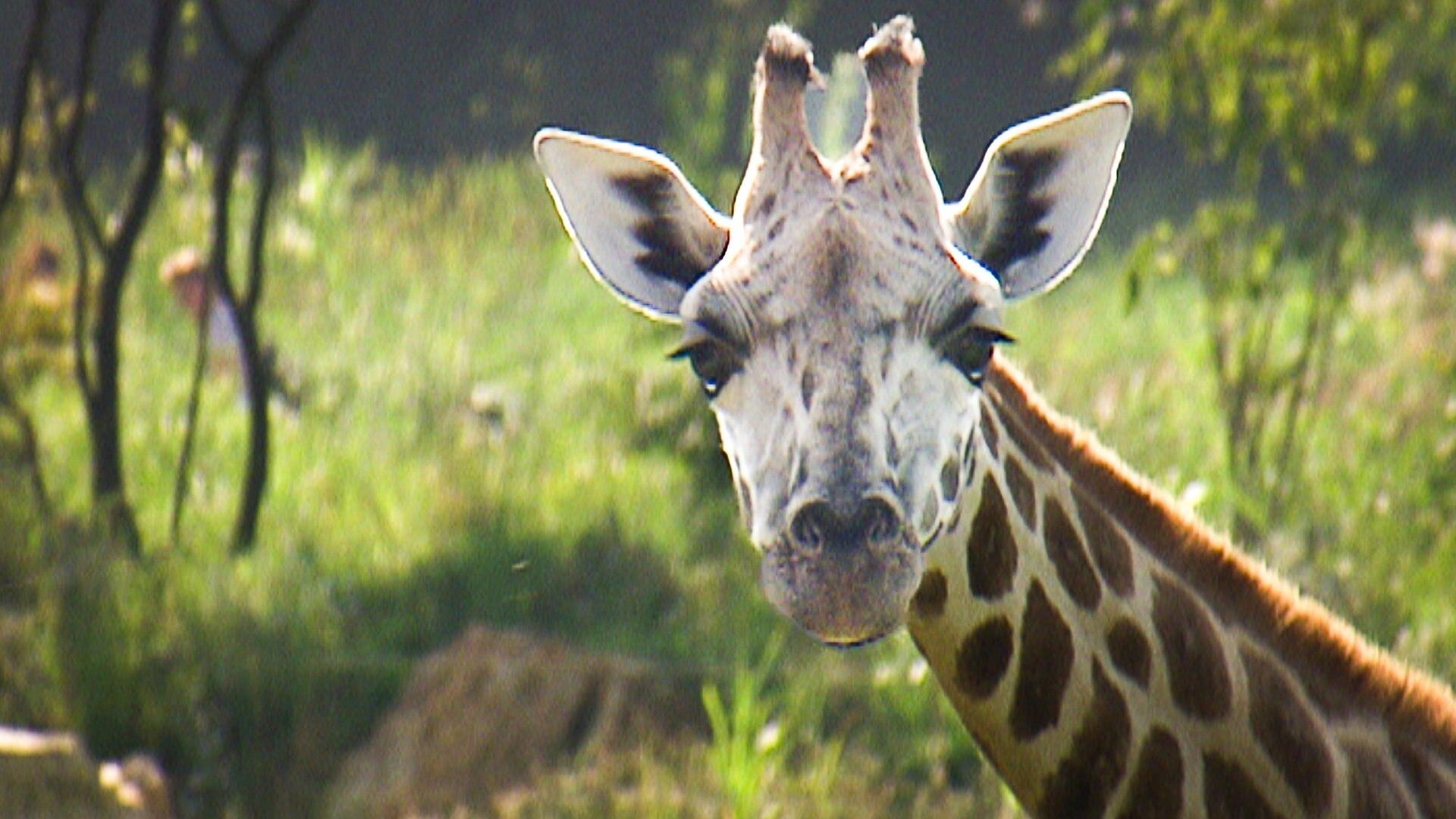 Strauß trifft Ravel