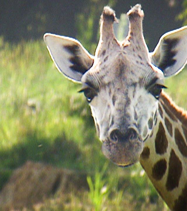 Strauß trifft Ravel